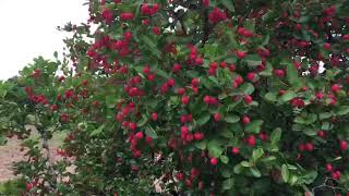 Red Berry Fruit Plants  Adilabad Jail [upl. by Myriam408]