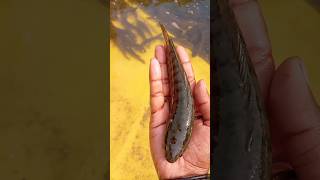 garai Machhali fish machhali video viral shortvideo shorts [upl. by Gussie583]