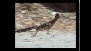 Roadrunner 26 mph [upl. by Florri]