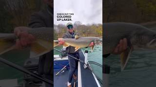 Big Lake Trout caught on the bead  product info in the description fishingshorts [upl. by Tsui251]