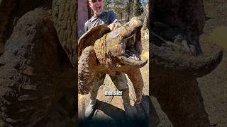 100 kg a bite force six times stronger than that of a shark the alligator snapping turtle [upl. by Ettezyl852]