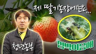 😱 점박이응애 충격ㅣ 딸기 농사를 위협하는 해충 박멸 ㅣ효과 만점 신물질 [upl. by Widera597]