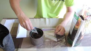 Planting Cape Sundew seeds Drosera capensis  Thank you Brad [upl. by Darrey]