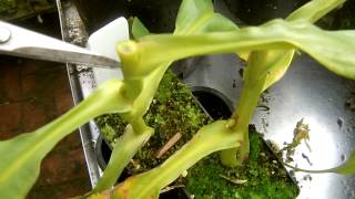 fixing black stem rot in nepenthes [upl. by Euphemie]