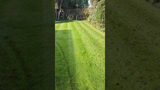 Scarifying and aerating THIS lawn to keep it LUSH [upl. by Doria724]