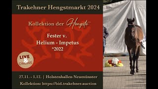 13  Fester  Hengst v Helium  Impetus 2022 [upl. by Irisa409]