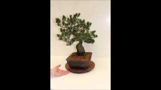 AFF Tavolino girevole per Bonsai [upl. by Alber]