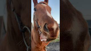 Mentally deranged race horse horseriding younghorse equestriansport equinelife showjumping [upl. by Schenck184]