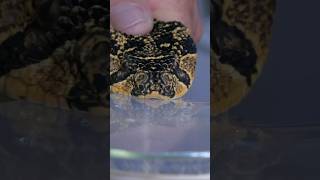 Puff Adder Venom Extraction [upl. by Alden728]