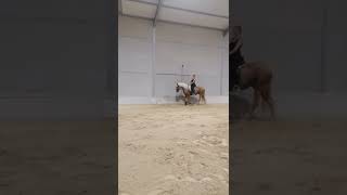 Lusitano Stallion 3 years old 170 cm Palomino [upl. by Tuppeny]