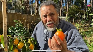 Harvesting Hachiya Persimmons amp Taste Test [upl. by Hadley]