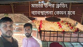 এই শীতে মাচার ব্রুডিং কেমন হবে জানতে হলে অবশ্যই ভিডিও টি দেখার অনুরোধ রইলো। [upl. by Puttergill464]