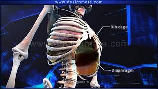 STD 07 Science Respiratory System [upl. by Charline]