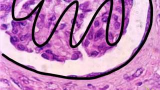 Epithelial Tissue Review amp Practice [upl. by Caneghem232]