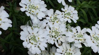 Candytuft Iberis Sempervirens In Blooms  April 27 [upl. by Islean141]