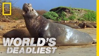 Elephant Seal vs Elephant Seal  Worlds Deadliest [upl. by Nioe]