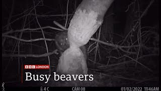 Urban beavers first time in 400 years  reintroduction in the UK  further update UK28May2024 [upl. by Eisak]