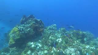 Cozumel reef fish and coral bleaching at Palancar Bricks [upl. by Angle]