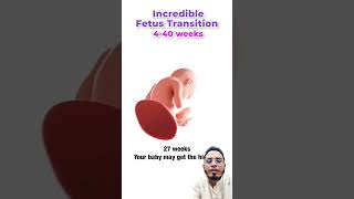 Week wise baby grow in the womb pregancycaretip pregnancy hospital pregnancyadvice pregancy [upl. by Ardnnaed]