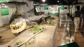 Skin of Lolong located National museum history of the Philippines [upl. by Yecrad]