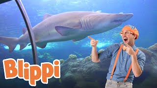 Blippi Visits an Aquarium The Florida Aquarium  1 HOUR OF BLIPPI  Educational Videos For Kids [upl. by Ahidam]