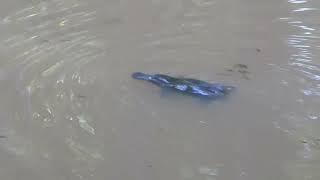 An itchy platypus with a research tag near Yungaburra Atherton Tablelands north Queensland [upl. by Peppard]