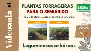 Leguminosas Arbóreas  Plantas Forrageiras para o Semiárido ATER a Distância [upl. by Lorine]