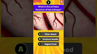 What is the primary function of the kidneys [upl. by Ardek]