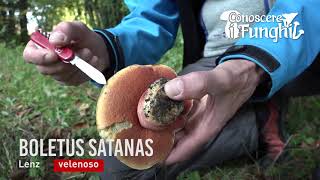 Conoscere i Funghi  Boletus satanas  VELENOSO [upl. by Eirrol279]