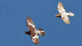 Racing Pigeons [upl. by Devy393]