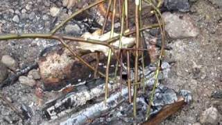 Cooking Fish Bushcraft Style [upl. by Sybilla]