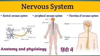 Nervous System in Hindi  Nervous System Anatomy And Physiology [upl. by Atinad628]