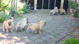 G Wurf Welpen Französische Bulldoggen im Garten [upl. by Brew]