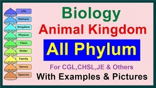 All Phylum  Kingdom Animalia  Biology [upl. by Yvan]