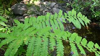 Osmundastrum cinnamomeum Cinnamon Fern [upl. by Adliwa674]