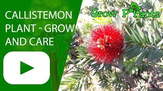 Callistemon plant  growing and care [upl. by Josephson]