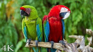 4K Breathtaking Colorful Birds of the Rainforest 2 Wildlife Nature Film  Jungle Sounds 90 Minutes [upl. by Damha]