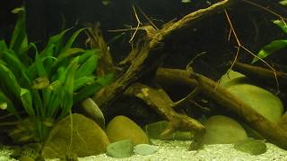 Feeding My Yellow Convict Fish Cryptoheros Nanoluteus [upl. by Snowber193]