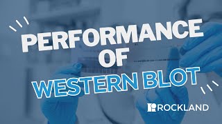 Performance of a Western Blot [upl. by Eimrej59]