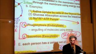 BIOLOGY CYTOLOGY PART 2 by Professor Fink [upl. by Notnel]