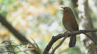 ガビチョウ（Chinese hwamei）の鳴き声。 April 92016 [upl. by Madian153]