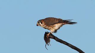 American Kestrel [upl. by Tija410]