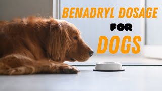 Benadryl Dosage For Dogs Guide [upl. by Almeida]