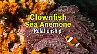 Clownfish Sea Anemone Relationship [upl. by Asirret163]