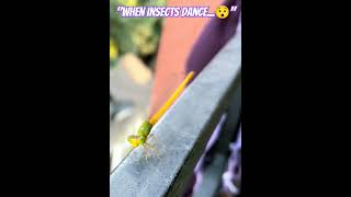 Dancerfly insects damselfly youtubeshorts dragonfly creature tiny fly dancing yt [upl. by Lundell148]