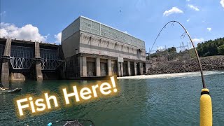 WAY TOO MANY FISH Below This Dam Melton Hill was ON FIRE [upl. by Deach]