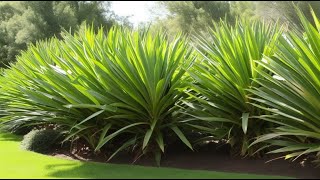 Effective Yucca Plant Removal Sheet Mulching Herbicide or Digging Up [upl. by Strohbehn]