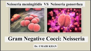 Neisseria I Gram Negative Cocci I Neisseria meningitidis VS Neisseria gonorrhoeae I Bacteriology [upl. by Anida]