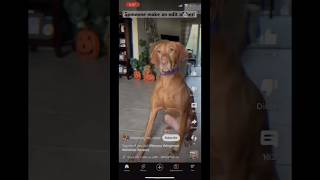 ⁠ Georgiathevizsla rate the edit [upl. by Daraj371]