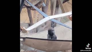 Baby gorilla Eyare Calgary zoo passed away 😢😢😢 [upl. by Alyosha]